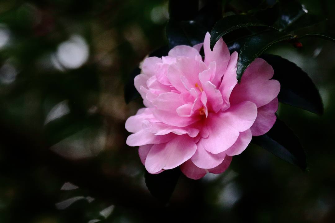 e0403850_20160299.jpg