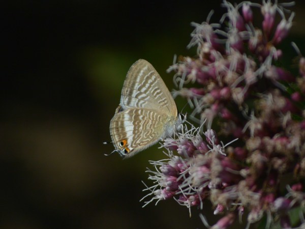c0045352_17075368.jpg