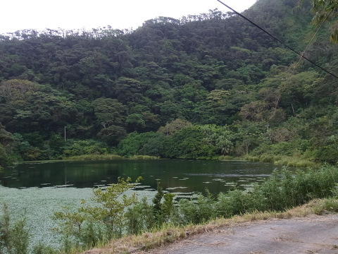 中之島の底なし沼 虫 とったり とったり