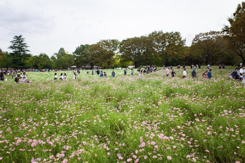 2019/10 昭和記念公園_c0098759_09225583.jpg