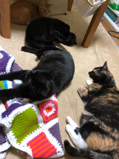 散らかる猫_e0355177_16174393.jpg