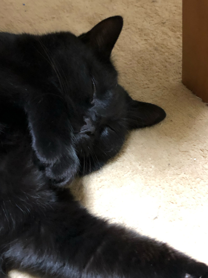 散らかる猫_e0355177_16174594.jpg