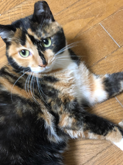 散らかる猫_e0355177_16174736.jpg