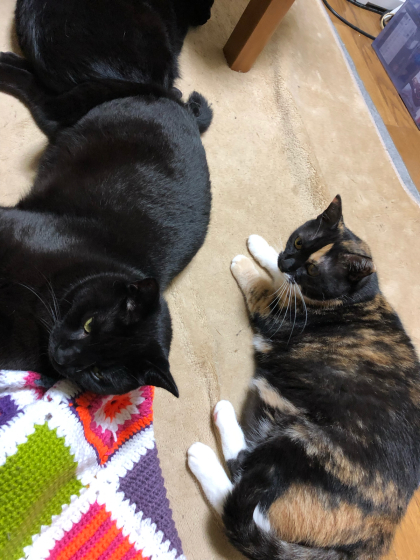 散らかる猫_e0355177_16202537.jpg