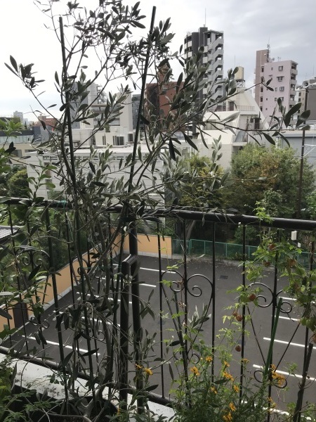 e0397389_15520191.jpeg
