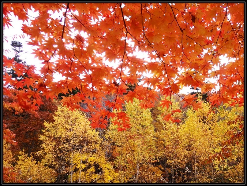 一人で「晩秋の紅葉ツアー」_a0348099_06381665.jpg