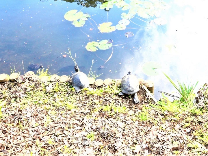 臼井城址公園と佐倉城址公園を散策 スローな生活