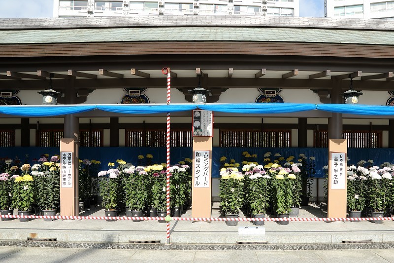 菊の花は１１月１０日からが見頃 湯島天神菊まつり 旅プラスの日記