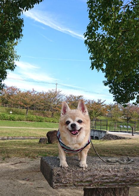 緑地で秋散歩 C Style シニア犬お散歩ブログ