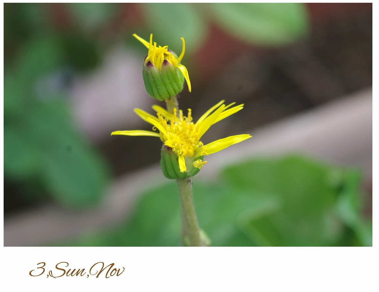 つわのはな 石蕗の花 花ありて 日々 つわのはな 石蕗の花 花ありて 日々