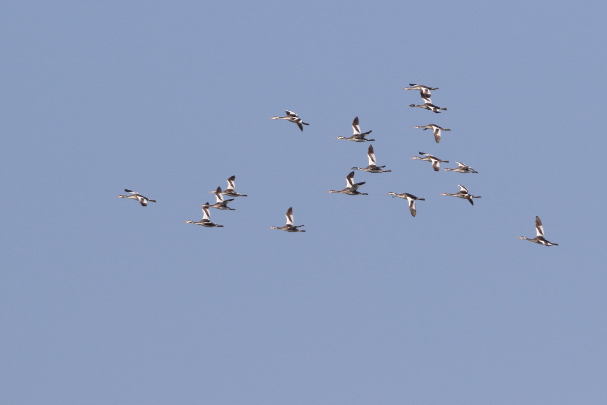 カンムリカイツブリ 青空を飛ぶ_f0369315_11413310.jpg