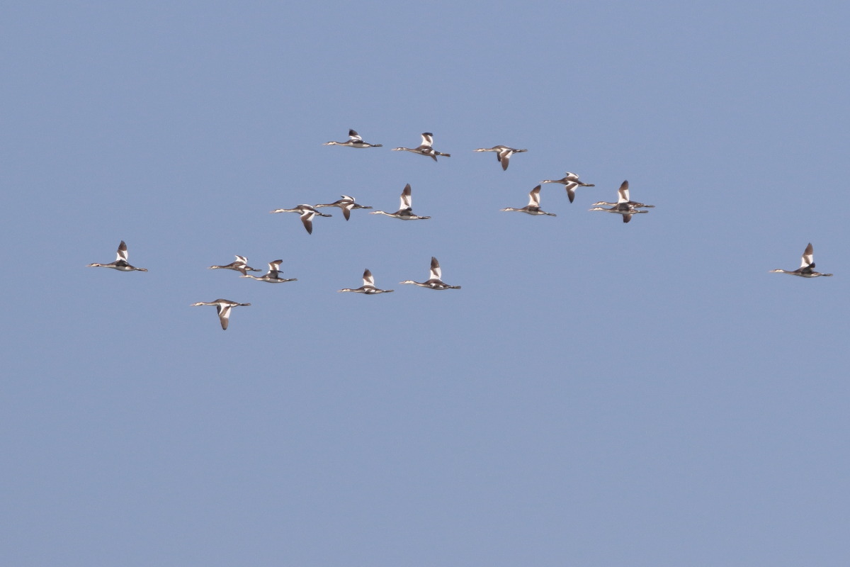 カンムリカイツブリ 青空を飛ぶ_f0369315_11413358.jpg