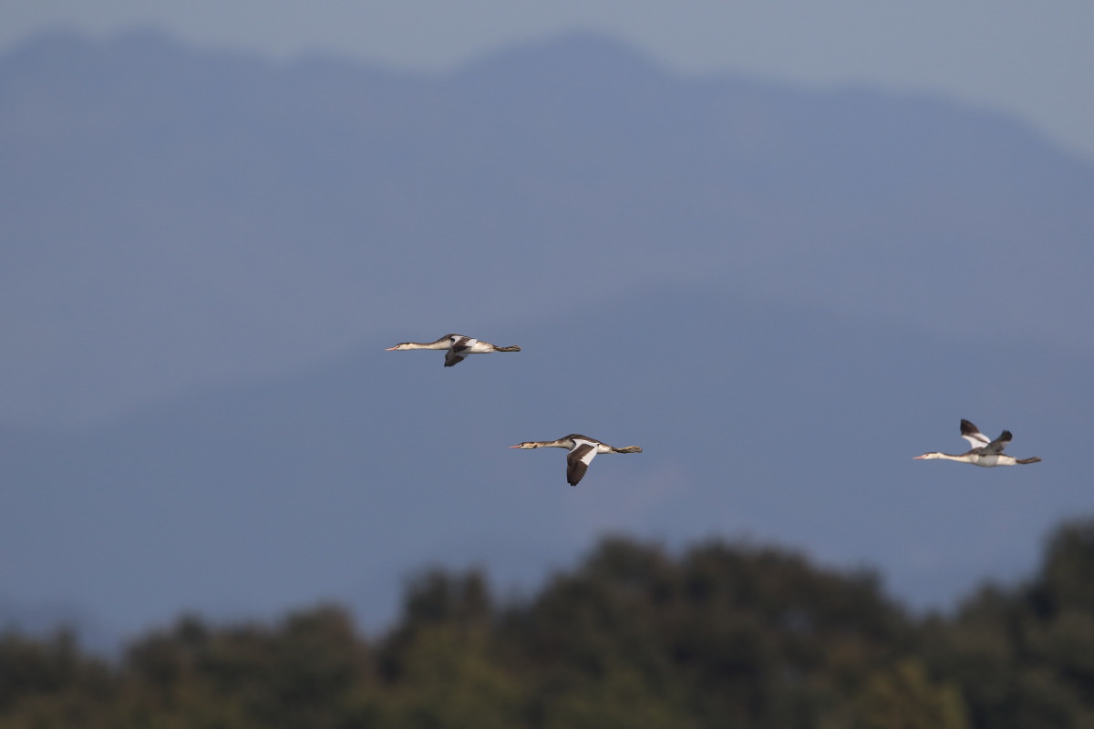 カンムリカイツブリ 青空を飛ぶ_f0369315_11413376.jpg