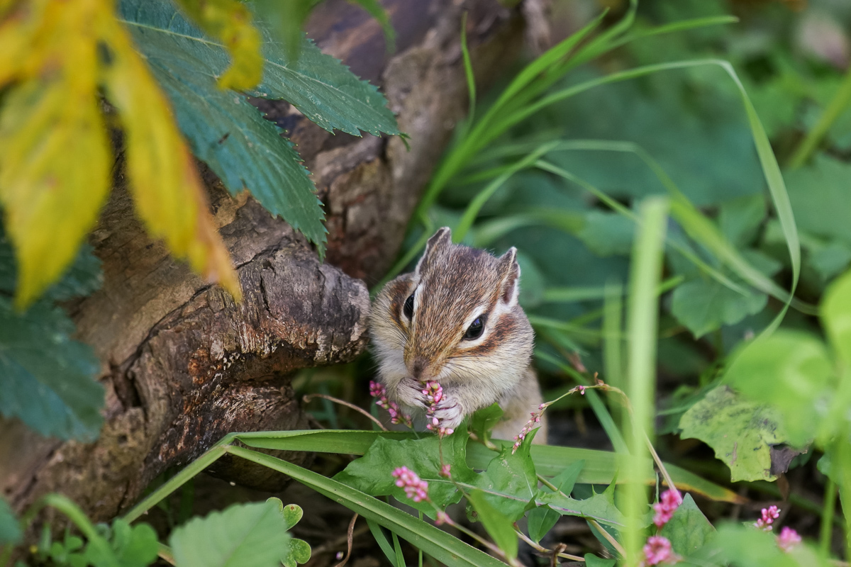 秋を味わい尽くす 2019_f0237034_12192285.jpg