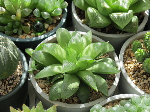 ハオルチア 寿 Haworthia retusa｜多肉植物図鑑 PUKUBOOK