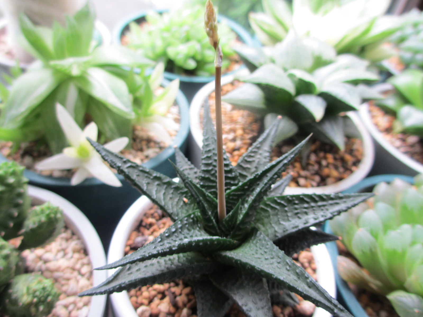 黒っぽい硬葉の多肉植物ハオルチア 「雄姿城」？ : あるまじろの庭