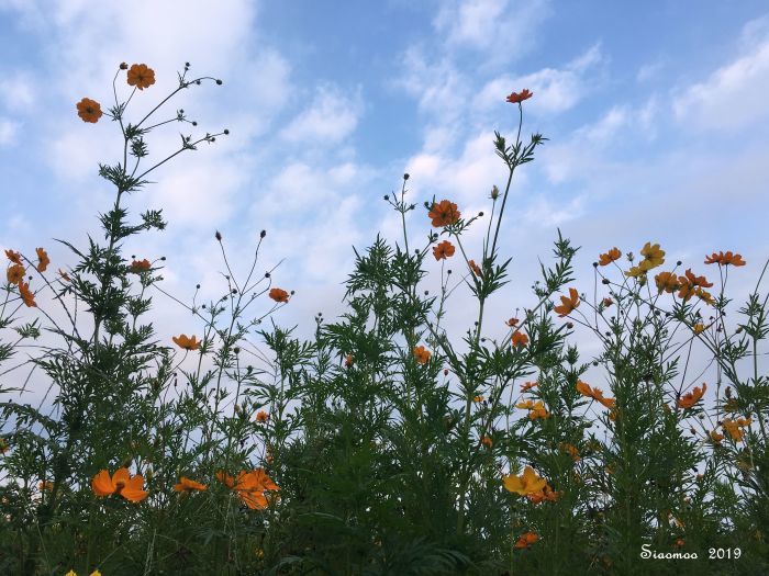 秋天的快樂存摺 自然就好 花漾蓮華