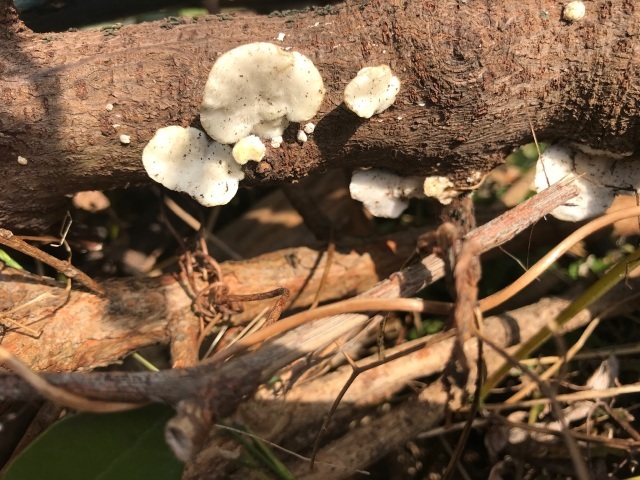 微生物が分解していく_d0101846_07070300.jpeg