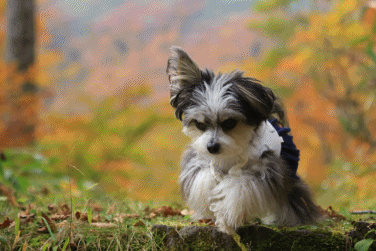 c0145250_10130161.gif