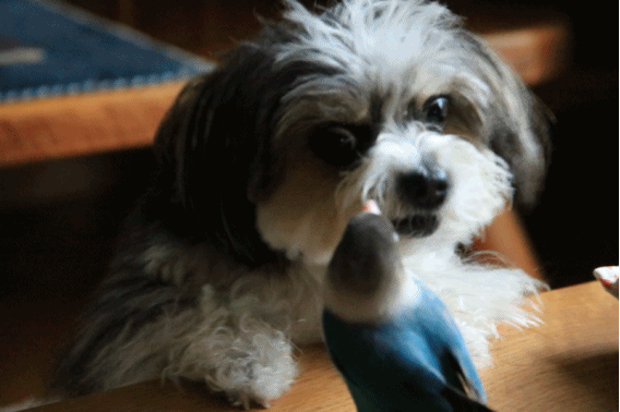 c0145250_11201669.gif