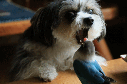 c0145250_11203641.gif