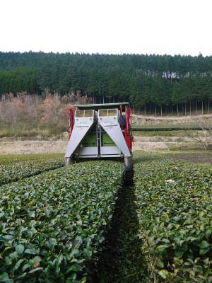 菊池水源茶 ティパック入り煎茶「オフィスティー」販売開始!_a0254656_17281616.jpg