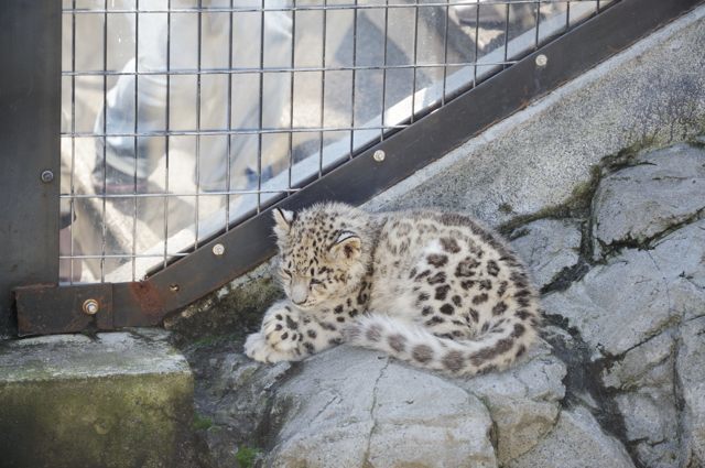 ユキヒョウの赤ちゃんがいた 蜜蜂的写真日記