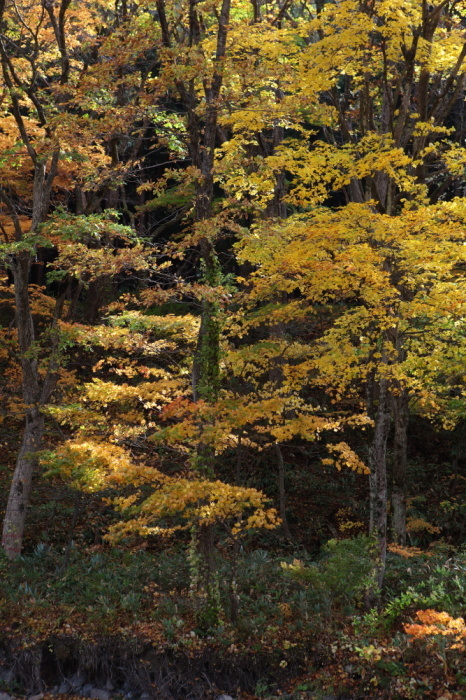 e0165983_10501551.jpg