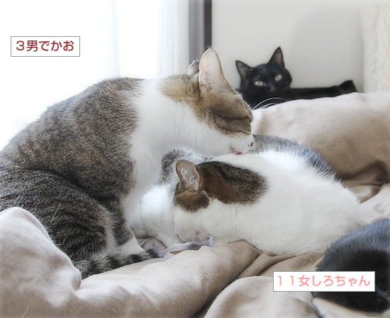兄妹のきずな_a0389088_06183354.jpg