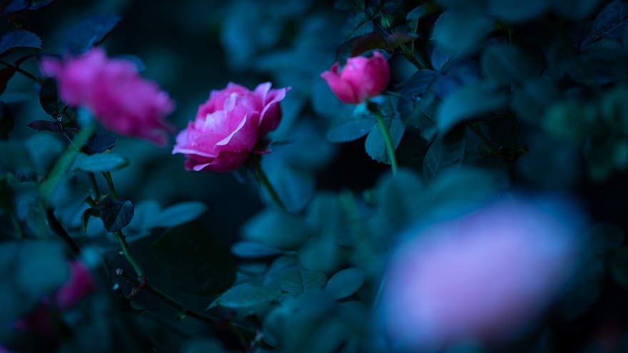 冷静な情熱_d0353489_17273681.jpg
