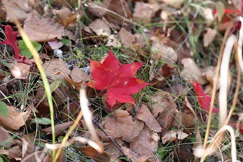 c0090198_17121738.jpg
