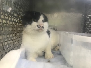 【犬猫・移動先募集】センター(支所)収容(11/2訪問)_f0242002_17351548.jpg