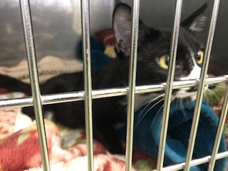 【犬猫・移動先募集】センター(支所)収容(11/2訪問)_f0242002_17352655.jpg