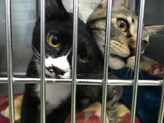 【犬猫・移動先募集】センター(支所)収容(11/2訪問)_f0242002_17380084.jpg