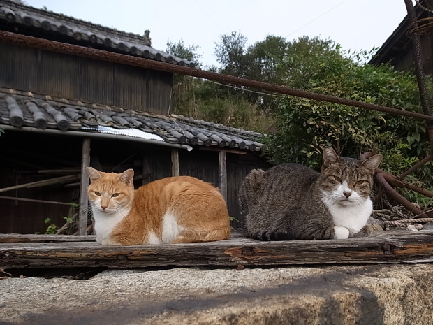 志々島＠香川県三豊市_f0197703_13003177.jpg