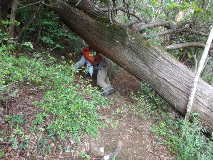 尾鈴山　周遊　日本二百名山　宮崎県_b0124306_17433860.jpg