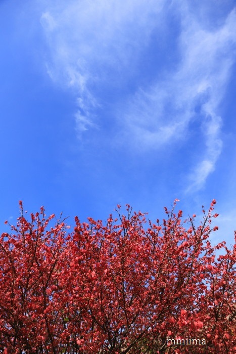 信州大学医学部附属病院の廊下をお花畑にするプロジェクトⅦ終了_f0131611_08255184.jpg