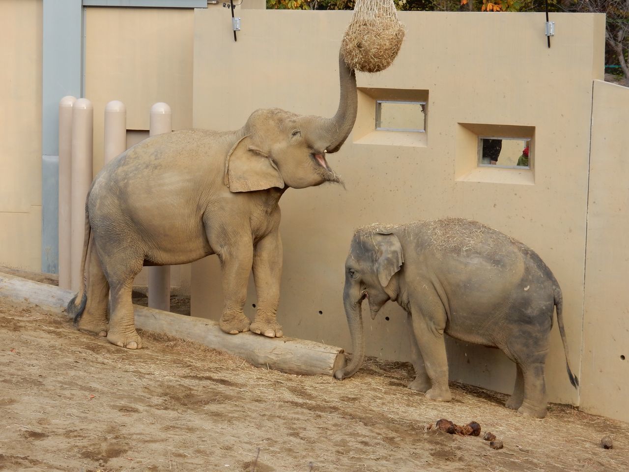 円山動物園のゾウ_c0025115_21593996.jpg