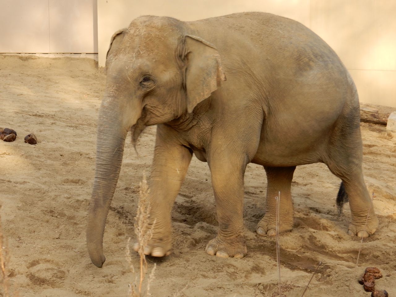 円山動物園のゾウ_c0025115_22002902.jpg