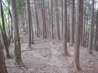 国見岳…尾西谷右俣と左岸尾根_c0359615_23075651.jpg