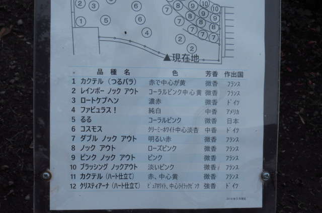 足立区青井にある「青和ばら園」行って観ると?_a0214329_14392757.jpg