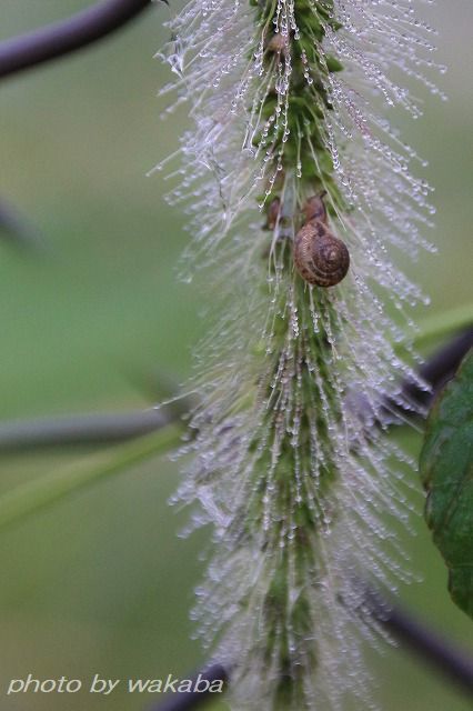 e0052135_22180322.jpg