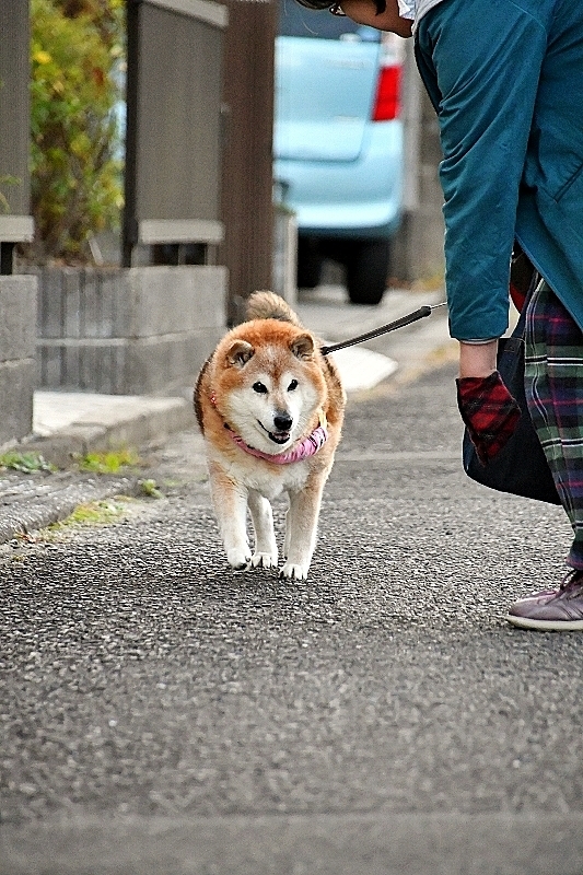 道草の対処法_b0314043_17434535.jpg