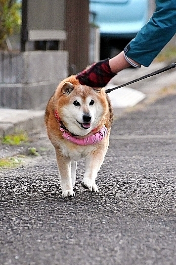 道草の対処法_b0314043_17435992.jpg