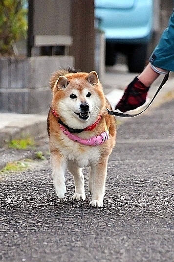 道草の対処法_b0314043_17440802.jpg