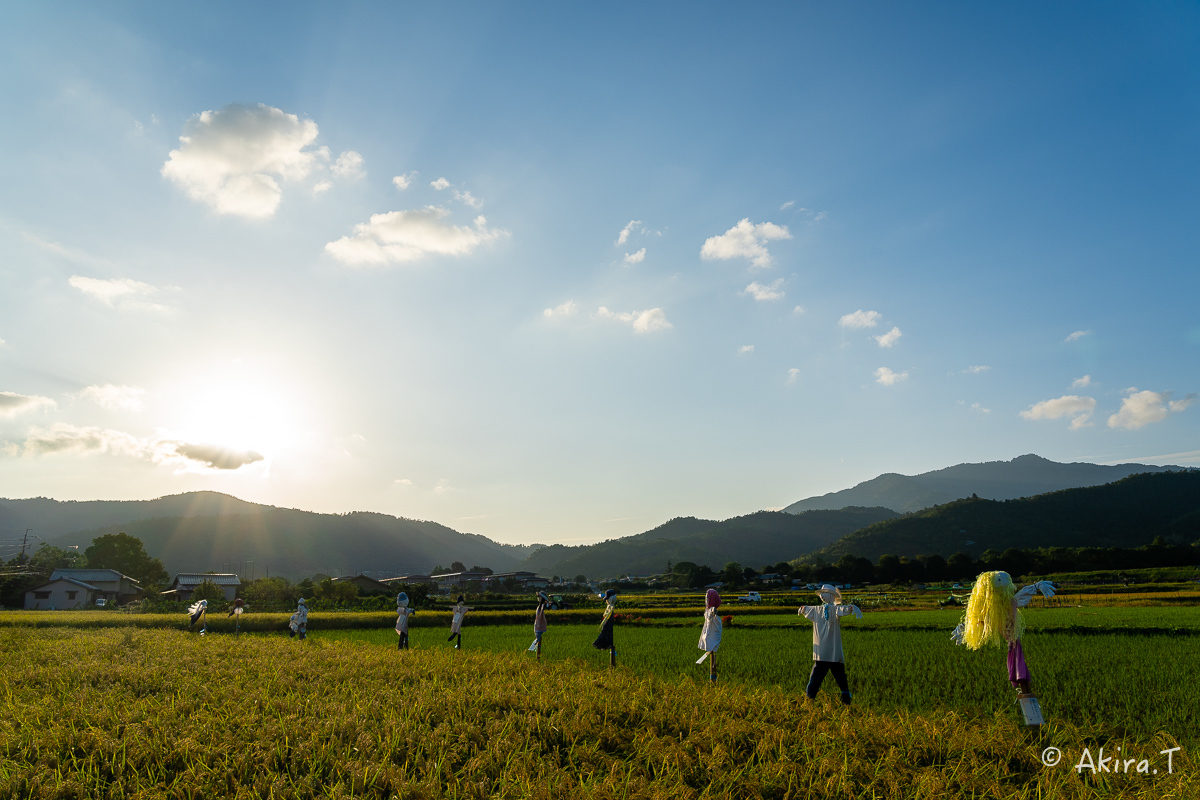 案山子 2019_f0152550_16571793.jpg