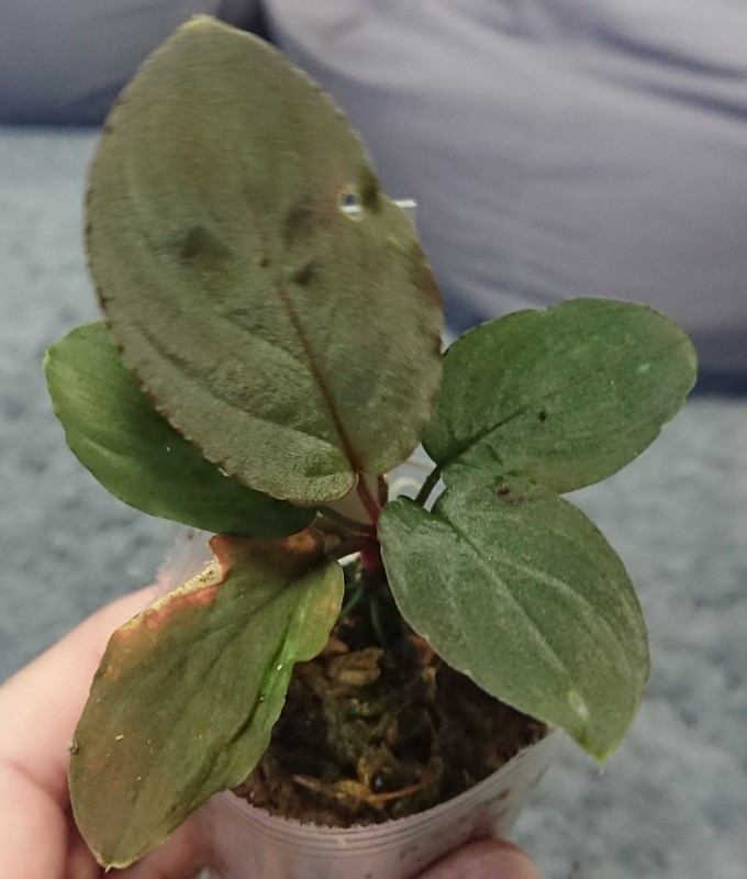 ホマロメナ sp.Malalak Homalomena sp.Malalak TK110117 : まっけのビザパル