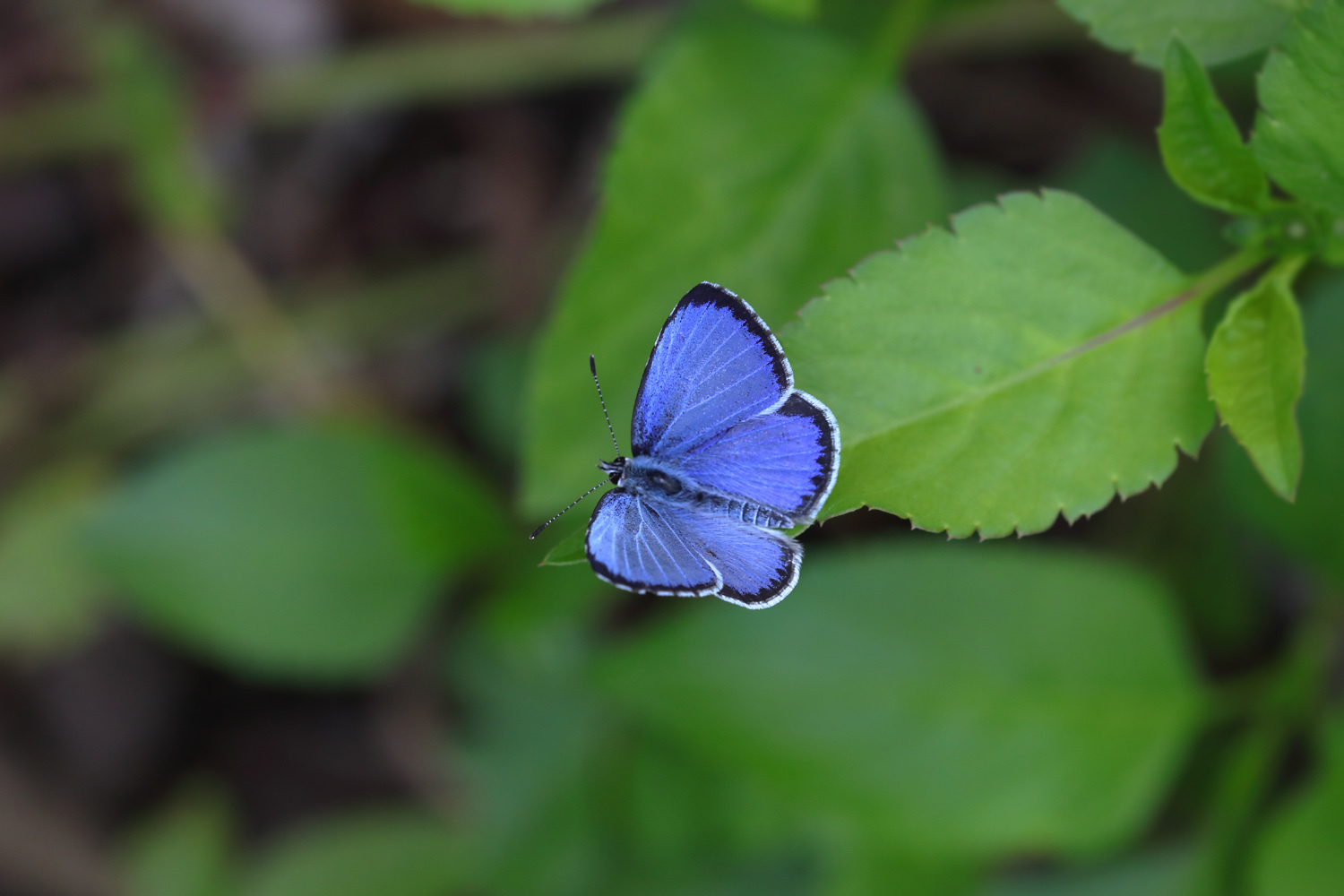 ヤクシマルリシジミ 2019 Lycaenidaeの蝶鳥撮影日記