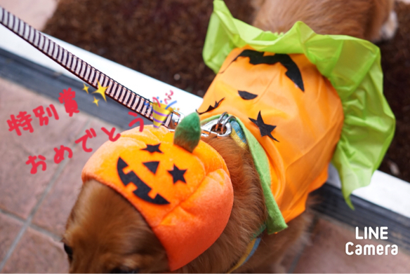 ハロウィン仮装コンテスト御礼申し上げます。_c0169360_10204881.jpg
