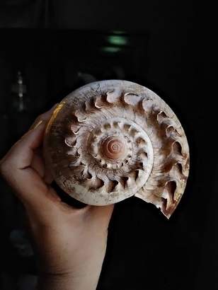 激レア巨大オーストラリア産イナズマツノヤシ